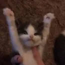 Стикер lovely♡