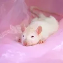 Стикер ˗ˋˏ ʀᴀᴛs ˎˊ-
