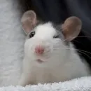 Стикер ˗ˋˏ ʀᴀᴛs ˎˊ-