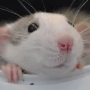 Стикер ˗ˋˏ ʀᴀᴛs ˎˊ-