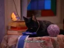 SALEM MEOW