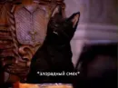 Стикер SALEM MEOW