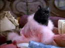 Стикер SALEM MEOW