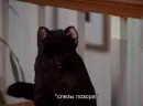 Стикер SALEM MEOW