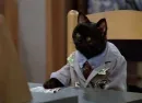 Стикер SALEM MEOW