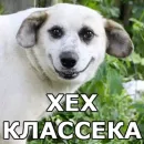 Стикер Больше стиков тут: