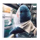shark