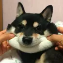 Shibes