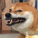 Стикер Shibes