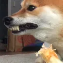 Стикер Shibes