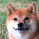 Стикер Shibes