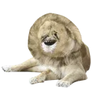 Стикер Riffraff