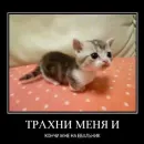 Стикер shlrona