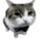 Стикер silly kitty