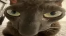 Стикер silly kitty