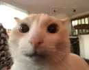 Стикер silly kitty