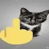 глупые коты