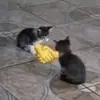 Стикер тупые мемы