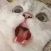 Стикер si meo