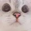 Стикер si meo