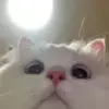 Стикер si meo