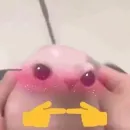 мемные животные