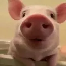 Стикер смешные хряки