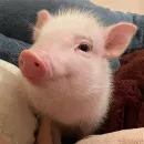 Стикер смешные хряки