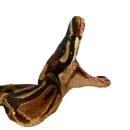 Стикер Laughing Sneks