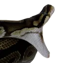 Стикер Laughing Sneks