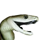 Стикер Laughing Sneks