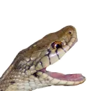 Стикер Laughing Sneks