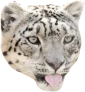 Snep Lep Blep