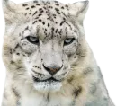 Стикер Snep Lep Blep