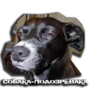Стикер sobaka udivlaka