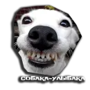 Стикер sobaka udivlaka