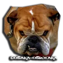 Стикер sobaka udivlaka
