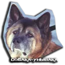 Стикер sobaka udivlaka