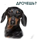 Стикер Собака Правдоруб
