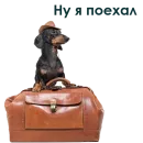 Стикер Собака Правдоруб