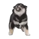 Собака прогрызла Телеграм