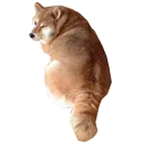 Стикер Собака прогрызла Телеграм