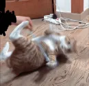 Стикер Animals