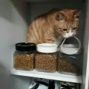 Стикер Animals