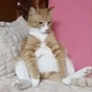 Стикер Animals