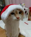 Стикер Animals