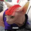 Стикер sphynx cat