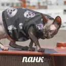 Стикер sphynx cat