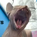 Стикер sphynx cat