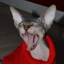 Стикер sphynx cat